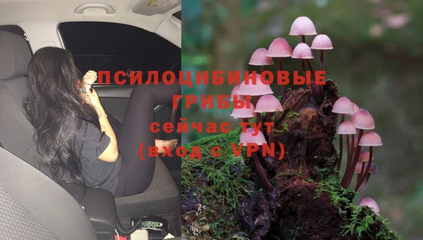 ПСИЛОЦИБИНОВЫЕ ГРИБЫ Алзамай