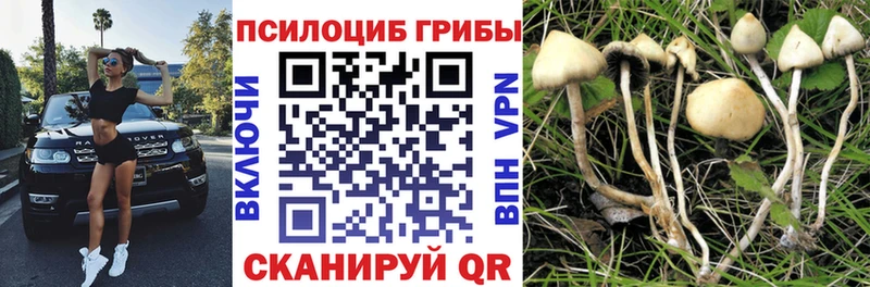 ОМГ ОМГ вход  Киселёвск  Галлюциногенные грибы мицелий 